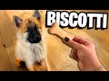 HO PREPARATO I BISCOTTI PER IL MIO CANE - CARLY CHE CUCINA IN CUCINA