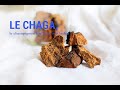 Recette De Boisson Chaga Recette De Boisson Chaga