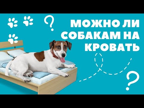 Можно ли собаке на кровать?