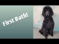 Bathing a Standard Poodle Puppy for the first time