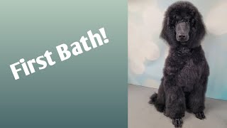 Bathing a Standard Poodle Puppy for the first time