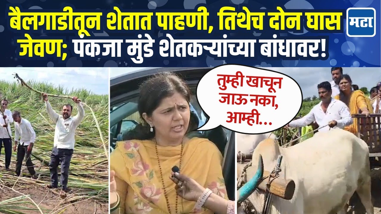 अतिवृष्टीग्रस्त बीडमध्ये पंकजा मुंडेंची पाहणी, शेतकऱ्यांसोबत संवाद अन् शेतातच दोन घास जेवण