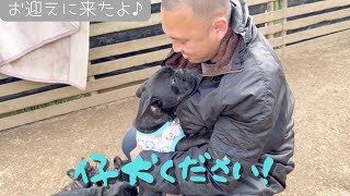 【新しい家族🎶】茨城県に仔犬をお迎えに行ってきました！【Frenchbulldogフレンチブルドッグ】