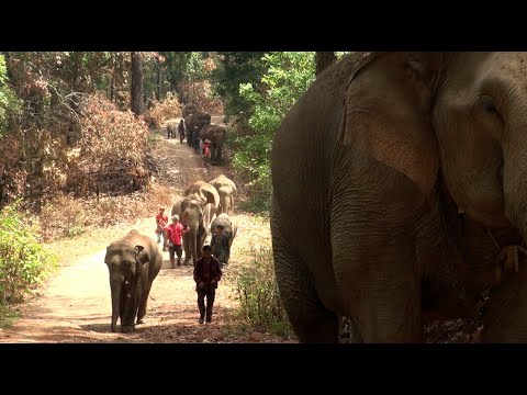 the elephant journey movie