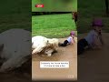 Horse Dunks Little Girl Into Mud Puddle #shorts