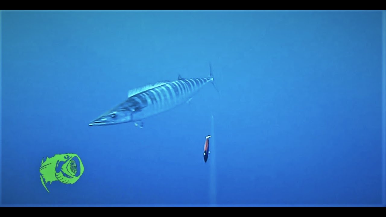 YO- ZURI BONITA trolling for Wahoo underwater footage Waterwolf, yozuri 