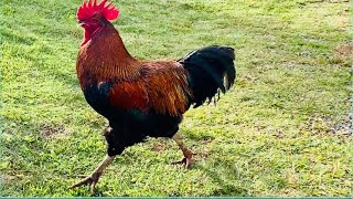 Rooster chasing his favorite hen