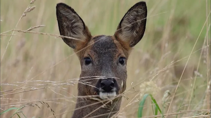 Roe Deer: Following Their Secret Lives through the...