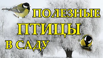 Полезные птицы в саду
