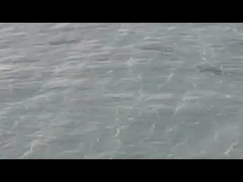 سمك القرش يغزو شواطئ ظفار