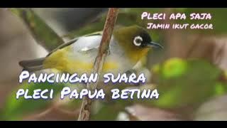 Pleci Papua betina