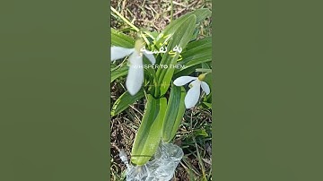 اجمل صوت تسمعه قرآن كريم #اكسبلورهاشتاقات #cat #المصحف #duet #تيك_توك #لايك #دويتو #حالات_واتس #صباح