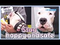 Stay happy and safe🥺 [Dogs Are Incredible : EP.210-3] | KBS WORLD TV 240312