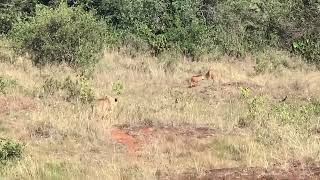 Nairobi National Park Lionness successful hunt of a Pumba.
