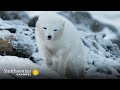 Arctic Fox Behavior and Relationships