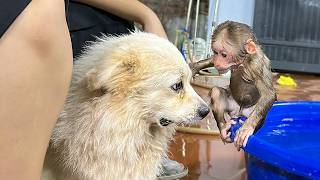 So Lovely Lala Had A Jealous Expression When Mom Took Care Of Bon The Dog