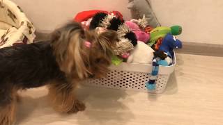 картинка: НАШ ВЕЧЕР С СОБАКАМИ🐾