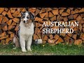 Отпуск с щенком австралийской овчарки [Australian Shepherd]