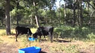 80 Corrientes Cows Most are Solid Black or Red