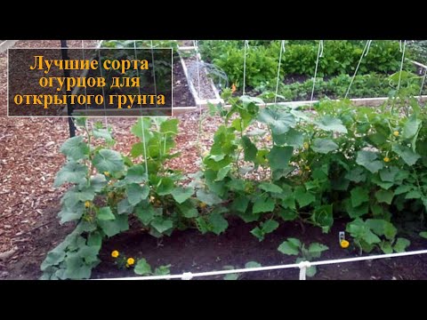 Лучшие сорта огурцов для открытого грунта