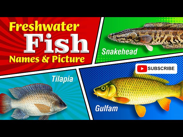 Freshwater Fish Names🐟Pictures🐠 