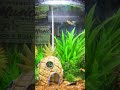 Take a second #aquarium #relxing #fish #shorts