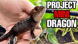 PROJECT MINI DRAGON UPDATE! | UPGRADING RED EYED CROCODILE SKINK TERRARIUMS