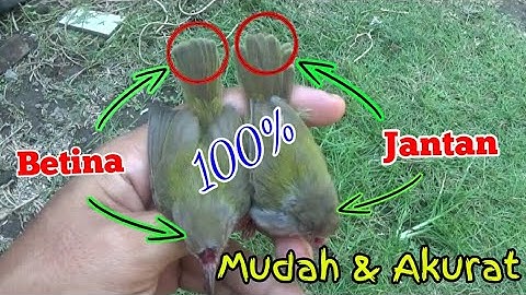 CARA MEMBEDAKAN PRENJAK JANTAN DAN BETINA YANG MASIH ANAKAN