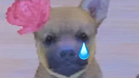 Checking on my Nintendogs after 2 years !