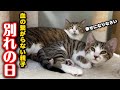 代理母に育てられた子猫…幸せへと旅立ちます