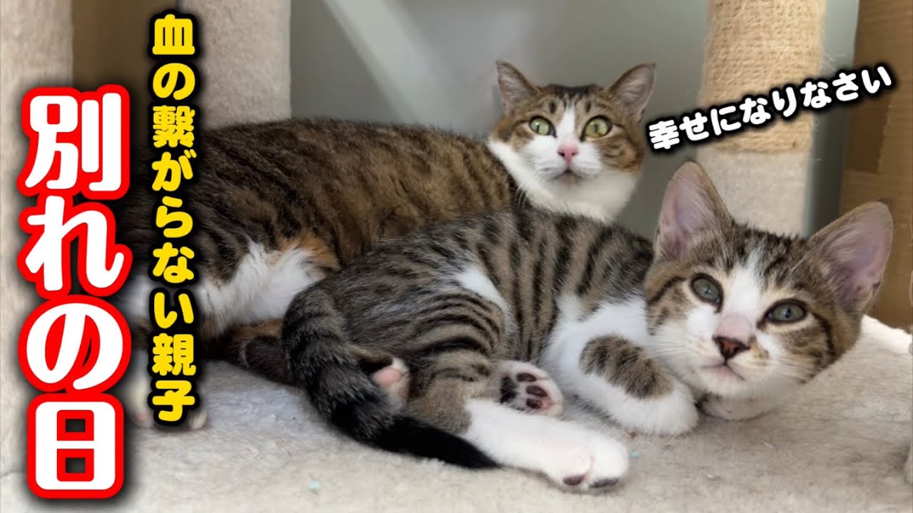 代理母に育てられた子猫…幸せへと旅立ちます