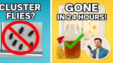 How to Get Rid of Cluster Flies FAST | 11 Proven DIY Tips That Actually Work!