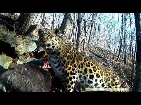 Amur Leopard