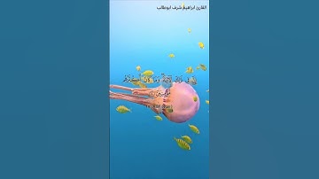ايآت قرأنية قصيرة / بصوت القارئ ابراهيم شرف ابوطالب