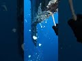 Extremely Satisfying Barnacle Removal! 🚢🌊