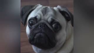 Fann fanny eylence.   #cat  