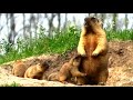 Сурки с малышами (сурок байбак) || Groundhogs with babies