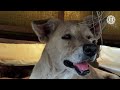 Don Polo y sus perritos reciben ayuda masiva en Morelos
