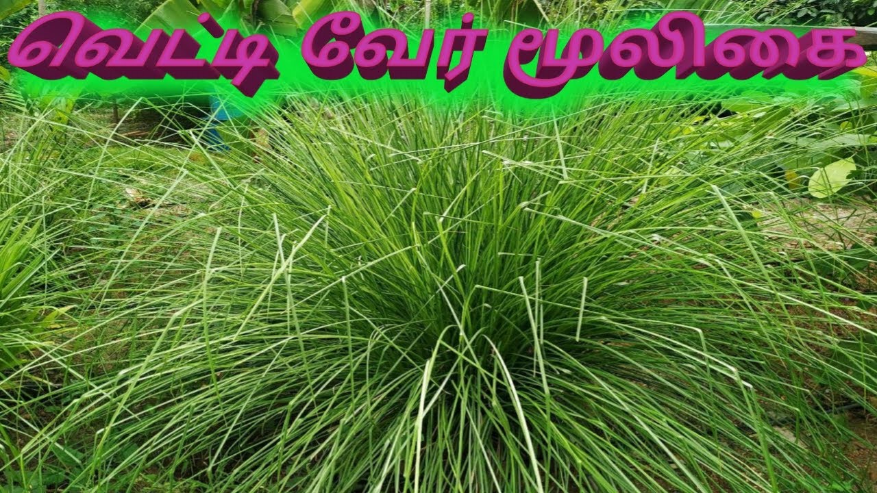 வெட்டி வேர் மூலிகை/Vetiver muligai planting/ Amazing Tamil YouTube