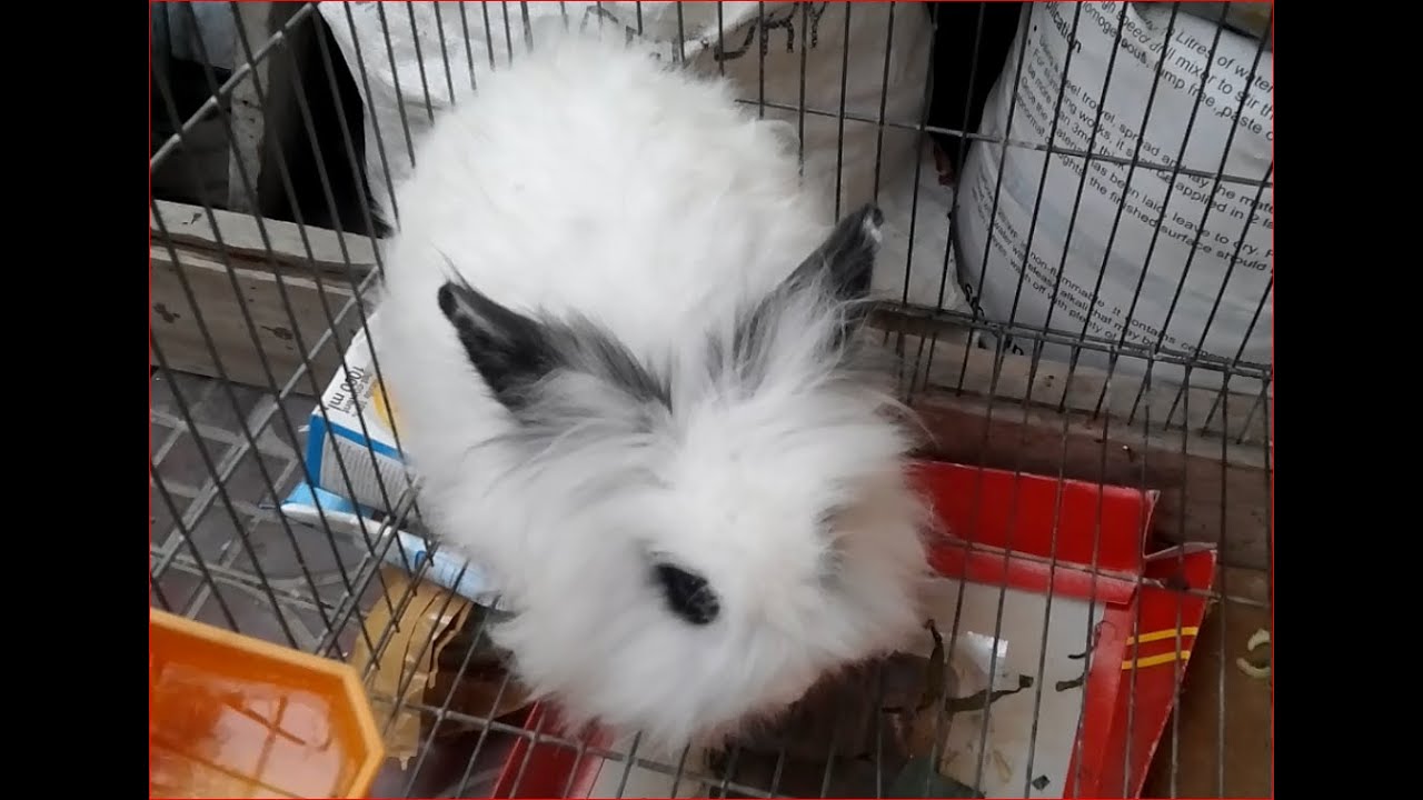 So Cute Rabbits, One White Rabbit and One Golden Rabbits - YouTube