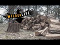 Cutting firewood - stringybark - Stihl MS391
