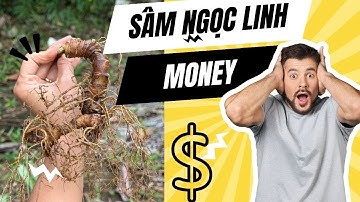 Tự Trồng Sâm Ngọc Linh Tại Nhà Mang Lại Hiệu Quả Kinh Tế Cao - Growing Ngoc Linh Ginseng at Home