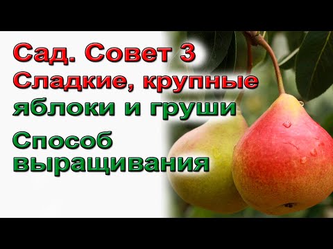 Способ получить крупные и сладкие яблоки и груши.