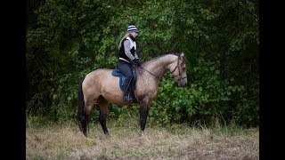Урок выездки с Чингизом №1. С чего я обычно начинаю. Урок выездки с Чингизом №1. С чего я обычно начинаю.