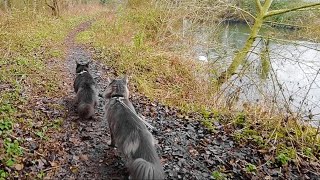 River walk with our two cats by Adventures of Luna and Marley 134 views 1 year ago 3 minutes, 57 seconds