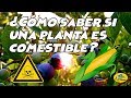 ¿Cómo saber si una planta es comestible?