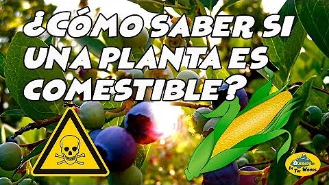 ¿Cómo saber si una flor es comestible?