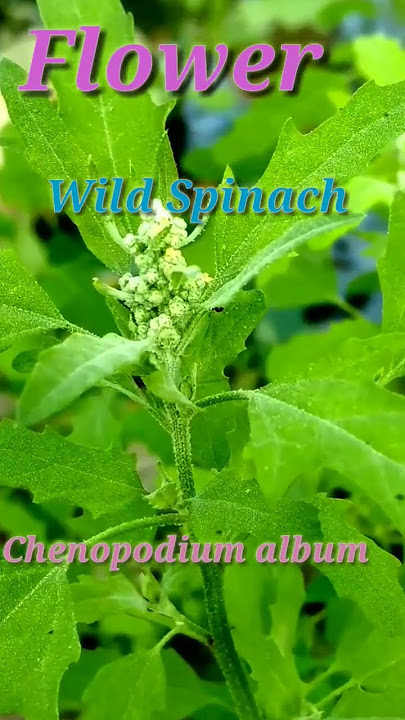 Chenopodium album #shoorts #ytshorts #flowers #medicinalplant #nature #annual #trrndingshorts😲👍👍👍