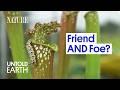 Understanding Pitcher Plants