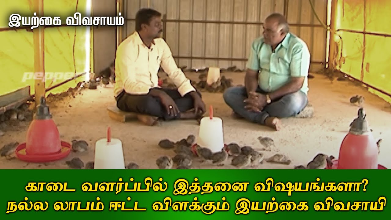 காடை வளர்ப்பில் இத்தனை விஷயங்களா? நல்ல லாபம் ஈட்ட விளக்கும் இயற்கை விவசாயி | Organic Vivasayi